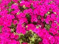 Cabernet Phlox / Phlox 